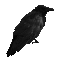 crowr